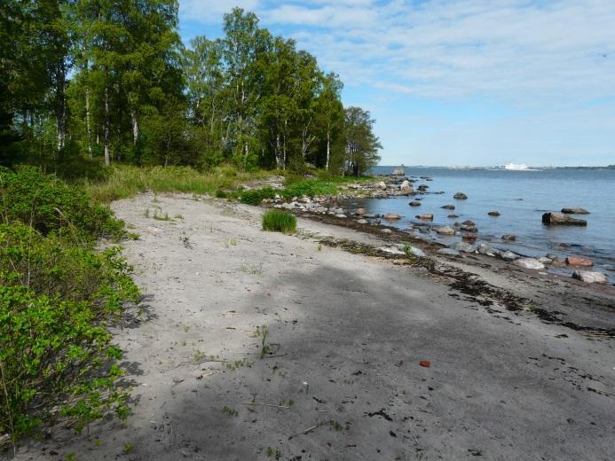 Laji ei selvitysvuonna pesinyt saarella, mutta kihlapari on laskettu pesimälinnustoon saaristolinnustolaskentojen ohjeiden mukaisesti.