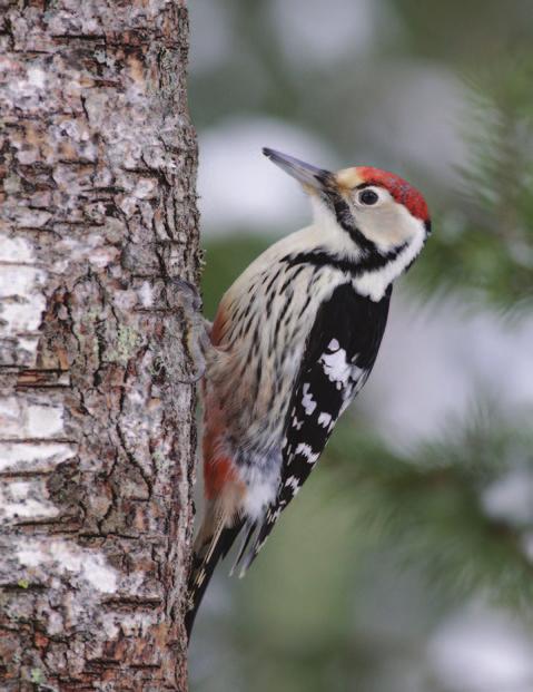tua pesintää, pesäpuulaji oli ilmoitettu kolmesti (haapa 2, leppä 1). Syksyn 29 pikkutikasta vaelluslennossa havaittiin vain 2. Pohjantikka Picoides tridactylus Talvella tavattiin 23 pohjantikkaa.