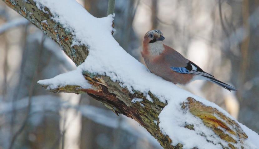 Syksyn mielenkiintoisimpia ilmiöitä oli närhien Garrulus glandarius voimakas, vain kolmelle päivälle keskittynyt vaellus. Esa Sojamo. Närhi Garrulus glandarius IMA taajamalaskennassa 19