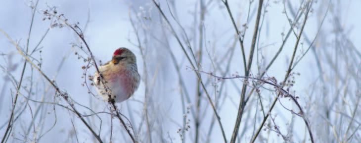 Alkuvuoden urpiaismassojen ohella myös tundraurpiaisia Carduelis hornemanni nähtiin melko runsaasti. Totti Toiskallio. 19.1. tehtiin laskennan historian suurin tulos, 1398 yksilöä.