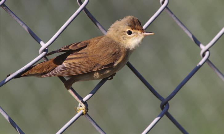 Luhtakerttusen Acrocephalus palustris esiintyminen oli ennätyksellistä. Yhteensä tavattiin 120 reviiriä. Kauko Kauppinen. viimeiset 4.8. LAP Toikansuo mäki 1Ä (MV) ja 11.8. TAI Saikkola, Kolinlahti 1Ä (MaL).