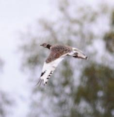 Havainnot koskevat samaa, Haapajärveltä löytynyttä ja myöhemmin Vainikkalasta bongattua lintua. Etelä- Karjalan ja Lappeenrannan kolmas sekä Suomen 16. yksilö.