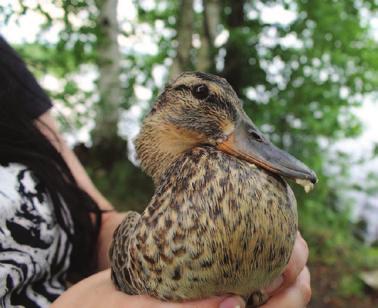 essään puolustautua uhaksi kokemaansa kiinniottajaa vastaan. Siksi vaikeammat tapaukset onkin syytä jättää osaavien henkilöiden EKLY:n lintuambulanssikuskien hoidettaviksi.