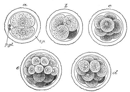 Tsygootti alkaa jakautua solunjakautumisvaihe, päivät 1-14 Solu alkaa jakautua mitoottisesti: 2-, 4-, 8-soluvaihe jne.