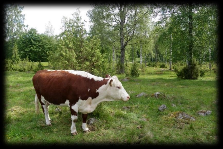 Näkökulmia perinnebiotooppien hoitoon Luonnonsuojelullinen (Teho)tuotannollinen Maisemanhoidollinen Se hakamaa on koko tilan valttikortti siinä.