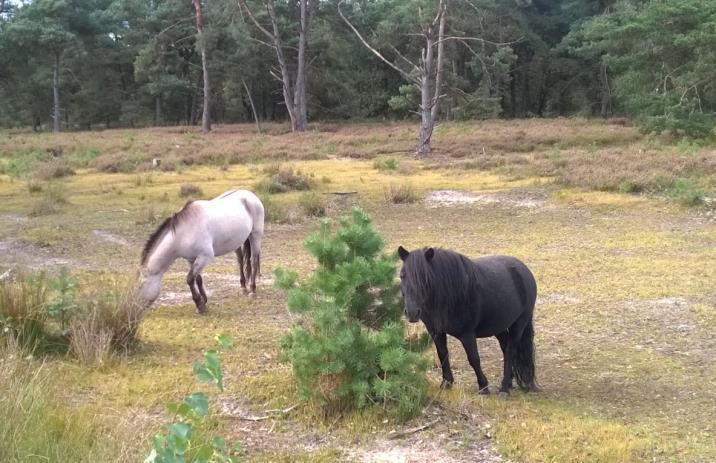 sekalaidunnus tai muutokset