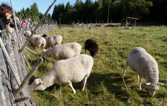 Nopeakasvuiset, ravinteista hyötyvät, tehokkaasti