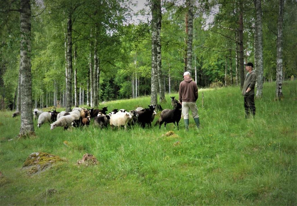 Miksi perinnebiotooppeja hoidetaan?