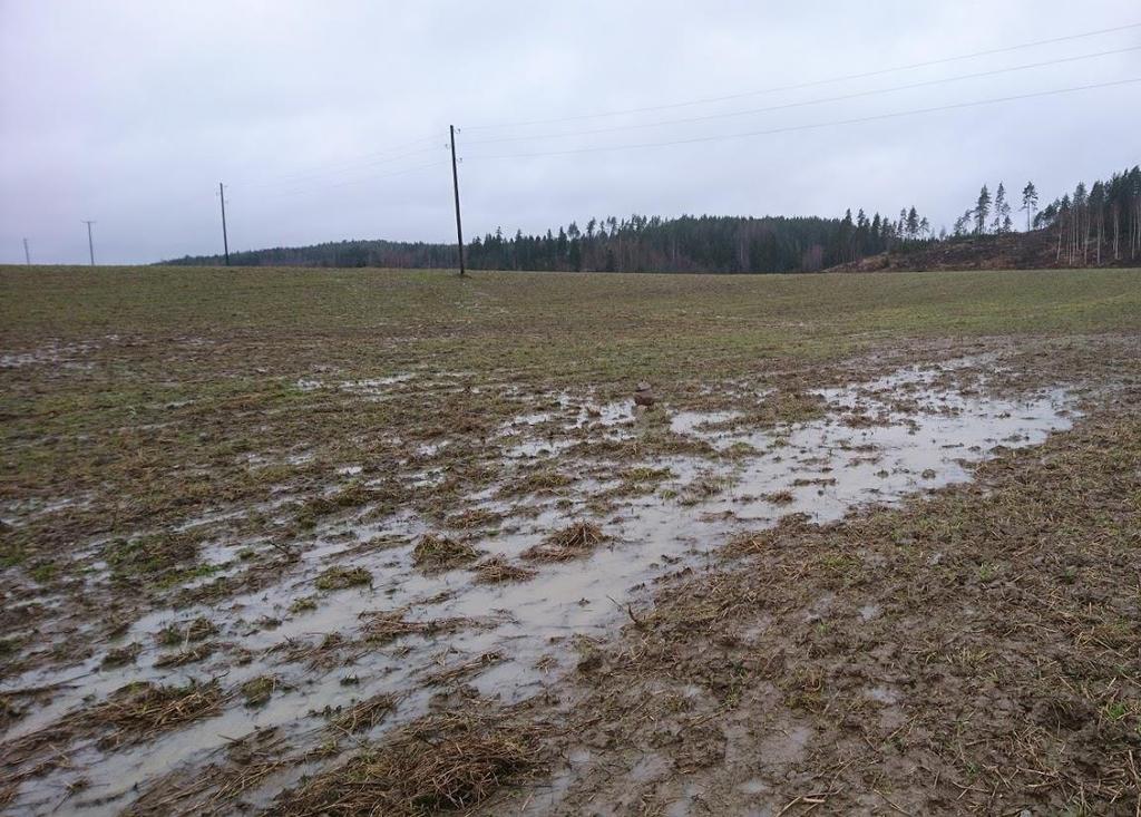 Mahdollistetaan syyskasvien viljelyä
