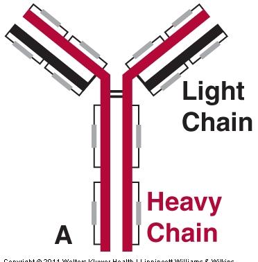 Renal excre7on