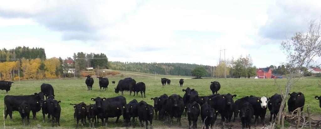 Yhdessä Siuntionjoki, järvet ja merialue kuntoon!