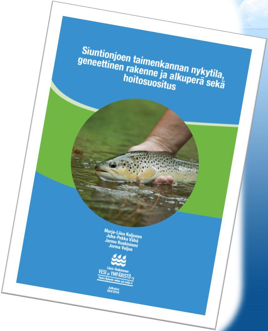 Siuntionjoen meritaimenen kartoitus Yksi harvoista Uudenmaan joista, joissa