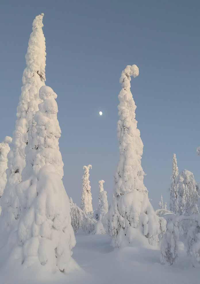 Sallan yhteismetsä