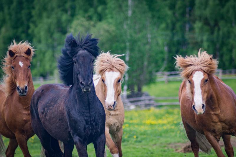 KOLI KOLI KOLI LIEKSA Kolin Maisemakierros Kierrokset aina tiistaisin 5.6. 28.8.2018 klo 11.00 Tervetuloa nauttimaan kanssamme Kolin kansallismaisemasta!