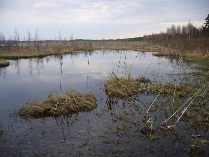 Kuva 2. Järven pohjaan ankkuroituneiden turvelauttojen välissä on suojaisia lahdelmia, joissa kutee sekä sammakoita että viitasammakoita (vrt. Kartta 1). 2. Isosaari Seinäjoessa olevan Isosaaren (Kartta 2) eteläpäässä on osin umpeutunut vanha jokiuoma, joka saa tulva-aikoina vesitäydennystä varsinaisesta jokiuomasta.