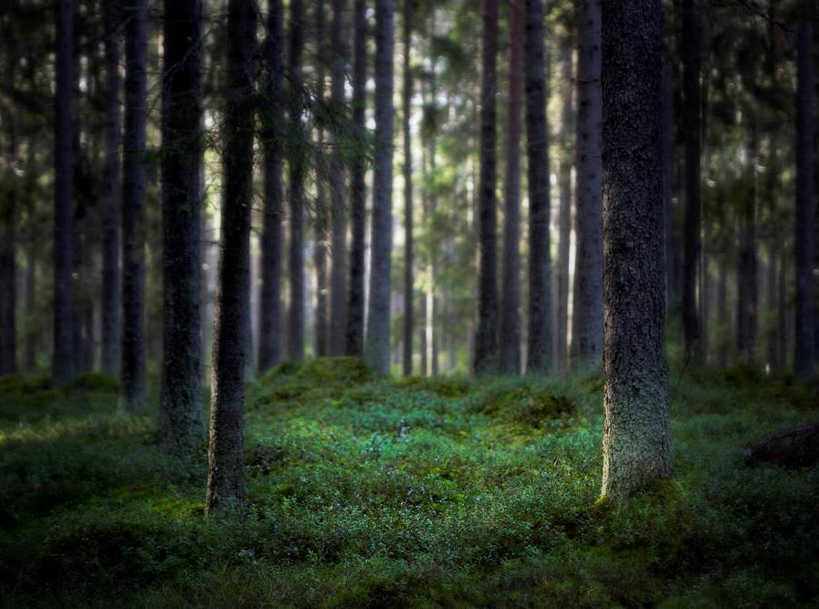 Tärkeimmät huomioitavat asiat ekologisen kestävyyden osalta maaseutumatkailuyrityksessä Jätteiden lajittelu, kierrätys ja jätemäärän todennettava vähentäminen kuuluu arkipäiväämme Käytämme