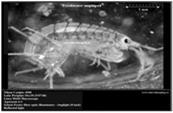 (Isopoda) -- ruumis dorsoventraalisti litteä Asellus aquaticus -- tavallinen kaikissa sisävesityypeissä,