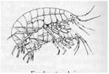 tärkeä ravintokohde Katkat (Amphipoda) -- ruumis lateraalisesti litteä Gammarus -- omnivori - -- usein