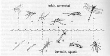 Hyönteiset (Insecta) -- maailmanlaajuisesti yli 45 000 lajia, joista suurin osa (> 20 000)