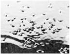 aikuiset parveilevat ( survominen ) Baetis Sudenkorennot (Odonata) --