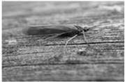 levälaiduntajia Kaksisiipiäiset (Diptera) Surviaissääsket (Chironomidae) --