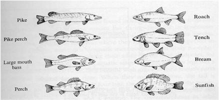 hauki, Lepomis-aurinkokala ( pumpkinseed sunfish ), jonka ravinnosta 90% kotiloita Piskivoreja Planktivoreja tai pohjakaloja