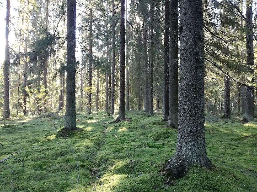 Metsässä on muutamia polkuja ja sillä lienee virkistys käytöllistä arvoa lähiseudun asukkaille. Kuva 16. Talouskuusikkoa alueella 10. Alue 11.