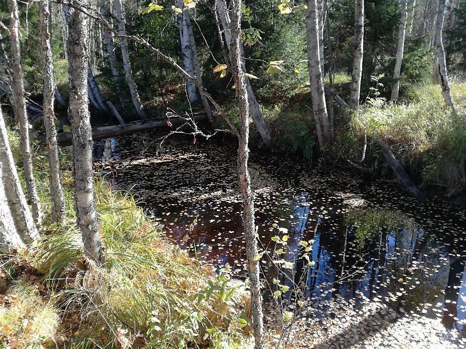 4 Kuva 19. Alueen 12 eteläpuolella on Neulajoki, joka on osoitettu Kuohu-Vesanka-Ruoke osayleiskaavassa erityisenä suojelukohteena.