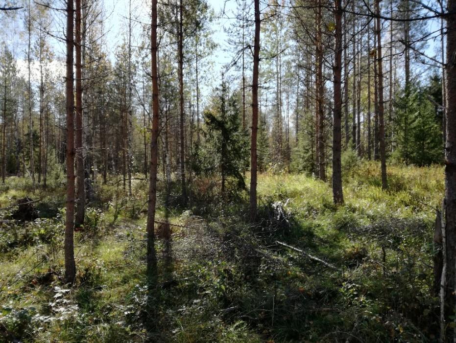 Tuore ja kuivahko kangas Alue 13 on hyvin samanlainen kuin alue 12: puusto on harvennuksen ja siistimisen jäljiltä läpimitaltaan noin 10 30 cm