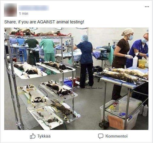 MEDIALUKUTAITO, OSAATKO? ANALYSIS The photo in question does not show cats being prepared for cosmetic testing.
