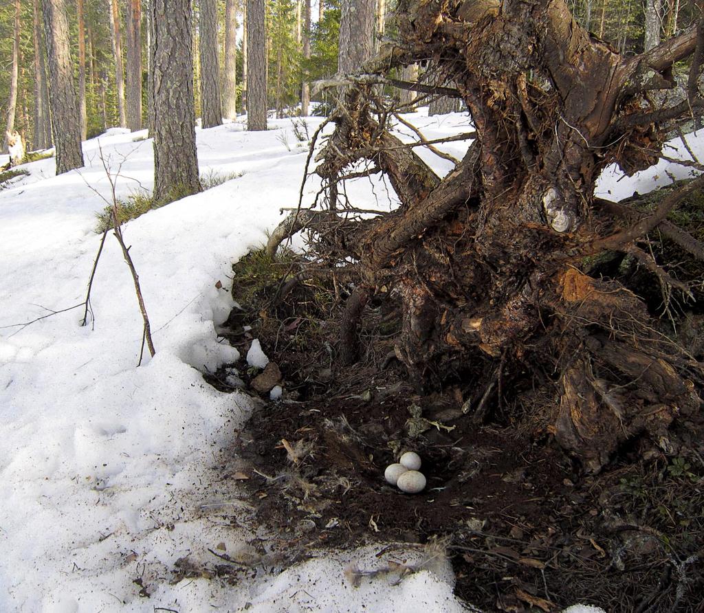 Huuhkaja Bubo bubo voi hylätä pesänsä helposti munavaiheessa, minkä takia esimerkiksi rengastajia suositellaan käymään pesillä vasta kesäkuun puolella, kun poikaset ovat kuoriutuneet.