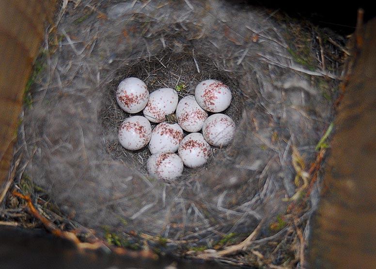 Samalla esittelemme, kuinka monta munavaiheen pesätietoa eri lajeista löytyy.