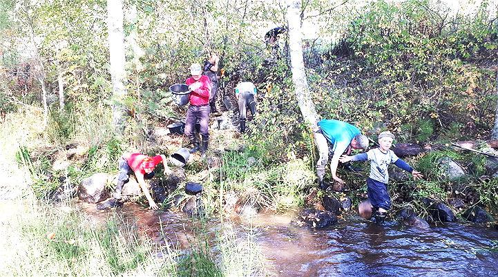 Virta- ja koskialueita on perattu minkä takia ne soveltuvat heikosti taimenen lisääntymisalueiksi.