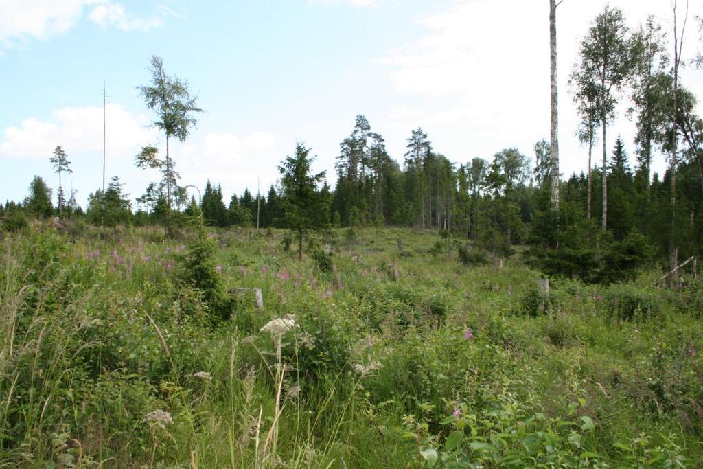8 G675: Kiikautinen