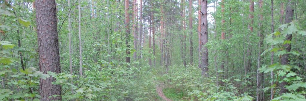 Kielo on valoisissa kohdissa polkujen reunoilla runsas, ja paikoin on metsäliekosammalta eli kasvillisuudessa on lehtomaisen kankaan piirteitä (kuva 7).