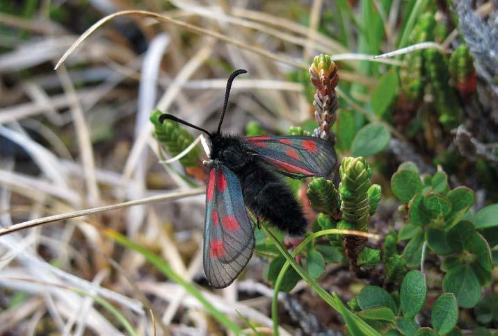 2011]. http://ilmatieteenlaitos.fi/707 Krogerus, H. 1972: The invertebrate fauna of the Kilpisjärvi area, Finnish Lapland. 14. Lepidoptera. Acta Societas pro Fauna et Flora Fennica 80: 189 222.
