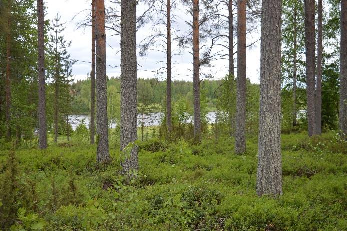 11 Kuva 13. Särkijärven pohjoisrannan kulttuurimaisema-aluetta havainnoituna Niemen rannalta. Tuulivoimalat eivät näy tähän näkymäsuuntaan. Kuva 14.