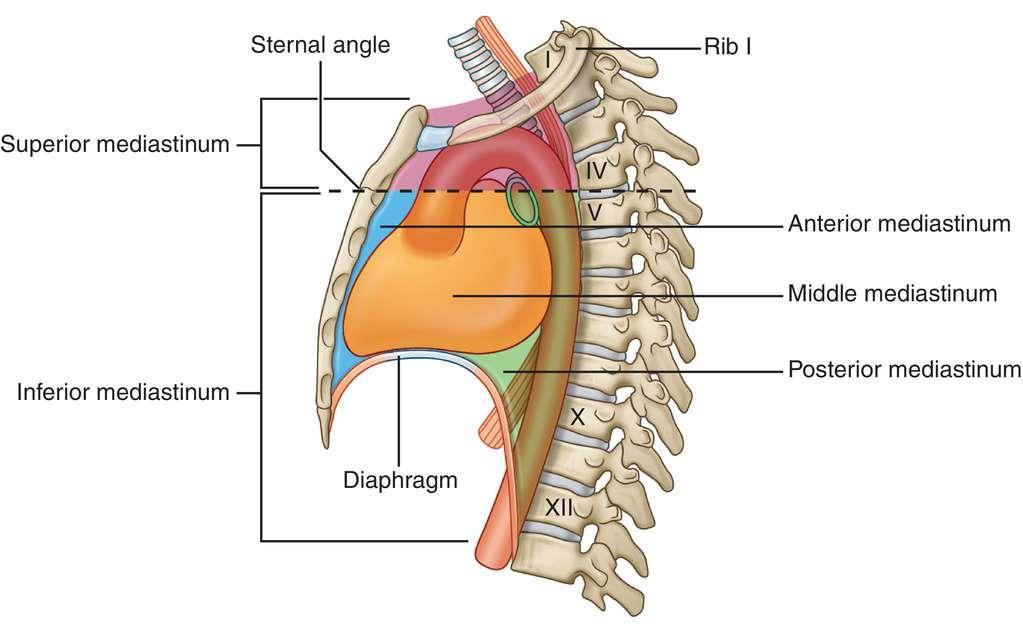 Mediastinumin