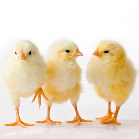 We ll do the Tommy Turkey dance and bake (and eat!) pumpkin pie. The school will be closed the 21st, 22nd, and 23rd for the Thanksgiving holiday. Happy Thanksgiving!