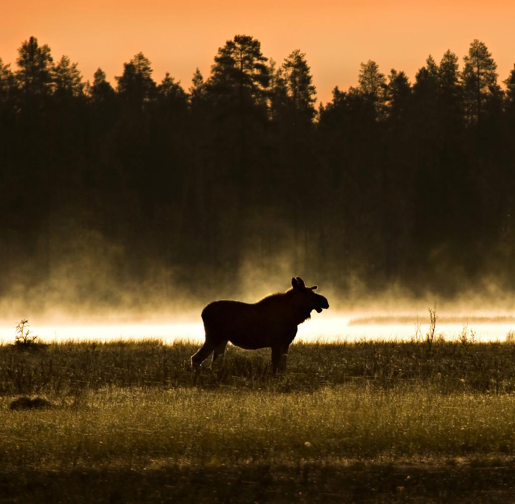 ERÄMAAN LUMO Saatan kävellä 20 km lenkin, mutta en ammu laukaustakaan.
