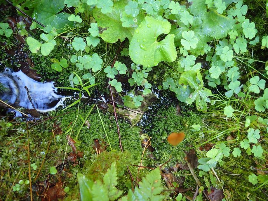 Lähteikön reuna-alueet vaihettuvat lähdekorpeen.  Keskellä alhaalla: Mesotrofinen tihkupinta.