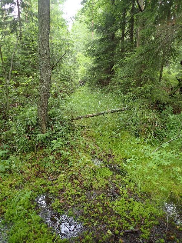 löytynyt tuoreelta avohakkuulta. Kuva 4.