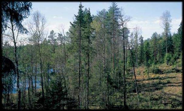 miten organisaatiossasi toimitaan. Muita säästettäviä kohteita voivat olla mm.