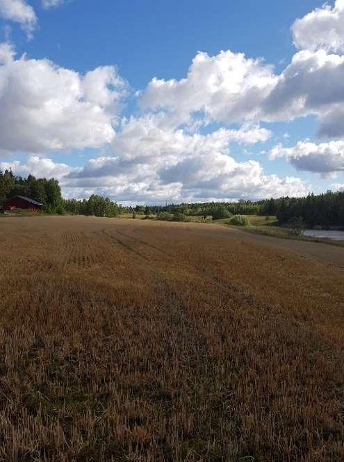 LL Uutiskirje /2018, syyskuu Vihreä kasvipeitteisyys ylläpitää peltojen kasvukuntoa Vihreä kasvipeitteisyys vähentää pellon eroosioherkkyyttä ja samalla rikkakasveille jää vähemmän elintilaa.