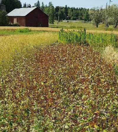 00 Tilaisuuden avaus ja alustavia tuloksia viljelymenetelmäkokeesta, maanviljelijä Tuomas Levomäki 10.