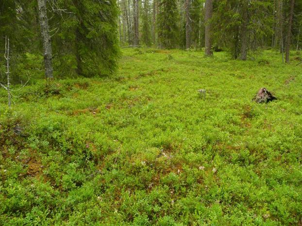 Ajoitus: Laji: Ei muinaisjäännös.