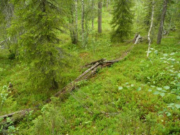 Huomiot: MH 47450 Metsähallituksen Reiska-tietokannan mukaan paikalla on vanha poroerotuspaikka.