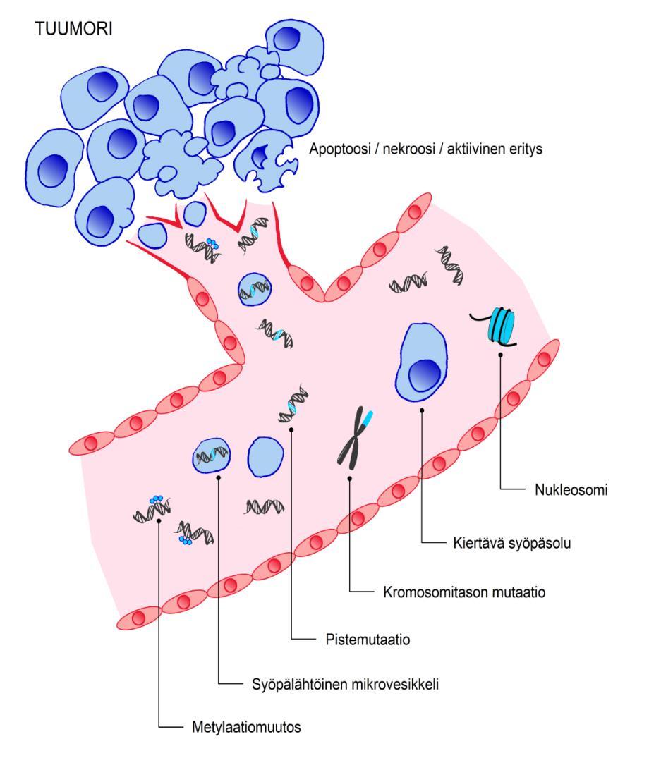 Plasman kiertävä kasvain DNA Syöpäsoluista plasmaan vapautunut DNA = cell-free circulating tumor DNA (ctdna)