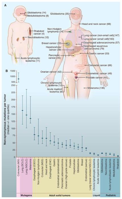 Mutaatioiden määrä vaihtelee eri syövissä Kiinteät kasvaimet ~33-66 mutaatiota/kasvain melanooma ja keuhkosyöpä ~ 200 mutaatiota/kasvain