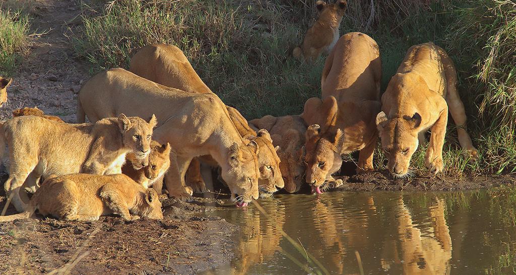 Suomen Kuvausmatkat Oy Tansanian suursafari: Serengeti, Ndutu, Ngorongoro, Tarangire 11.-21.2.2019 Aika: Ma 11.2. - To 21.2.2019 Hinta: 5.